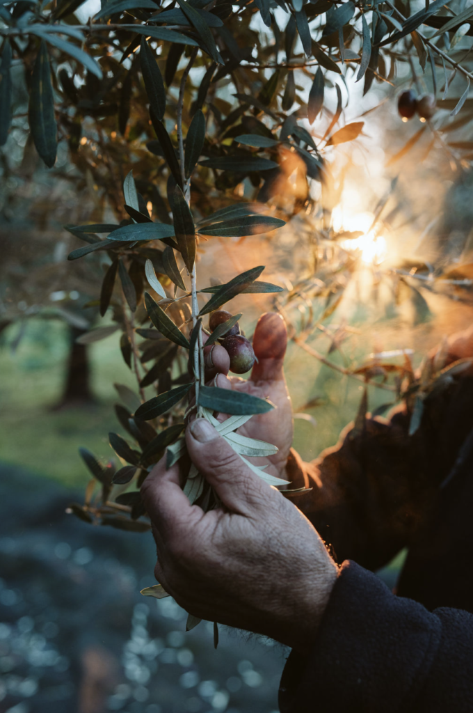 produzione bio olio evo puglia